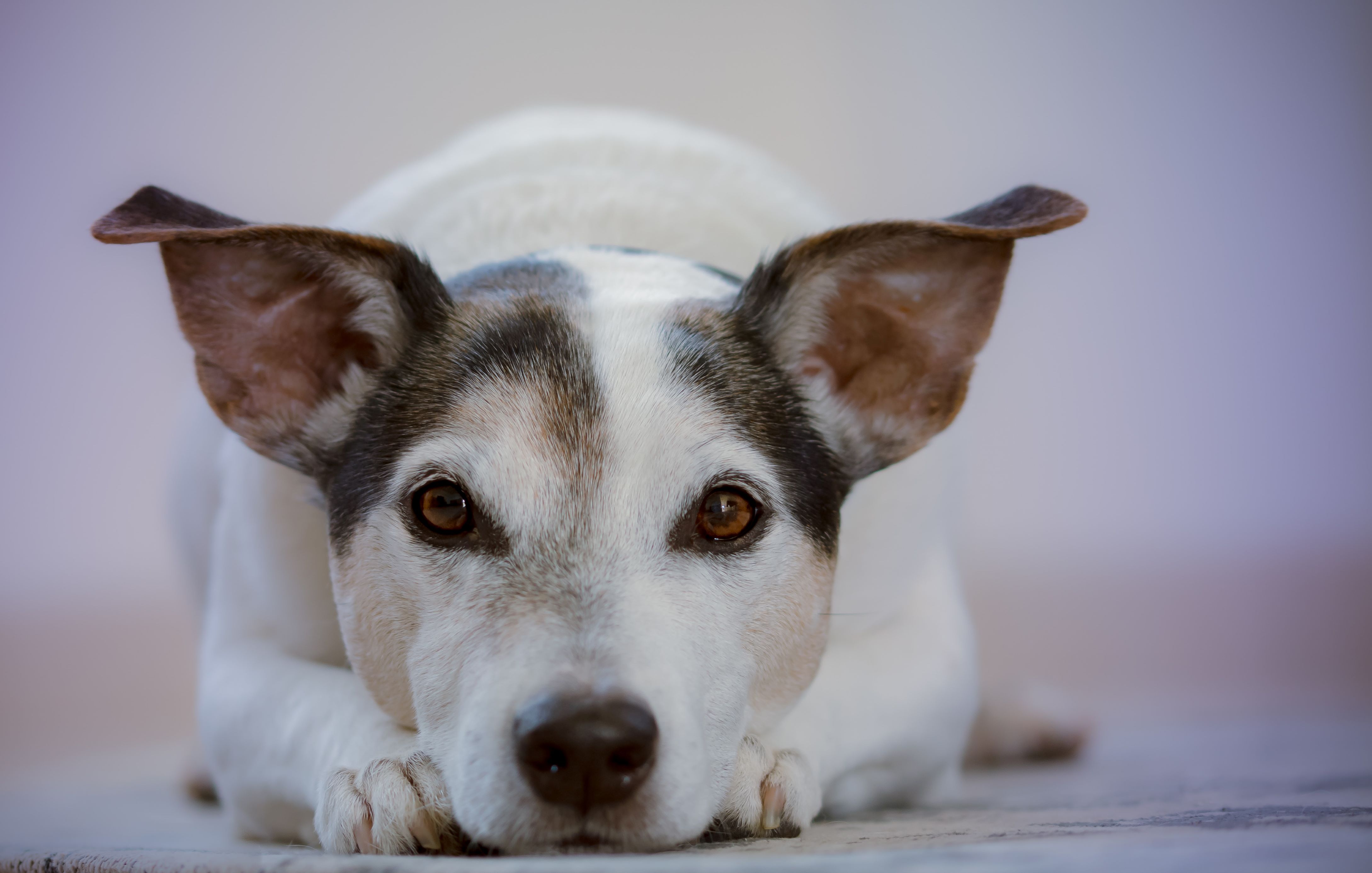 Ex-cônjuge não deve dividir gastos de cachorro com o qual não convive